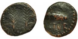 HISPANIA ANTIGUA. OSTUR. Semis. A/ Dos palmas. R/ Bellota a der., debajo OSTVR. AE 4,8 G. 21 mm. I-1975. ACIP-2432. BC/BC+.