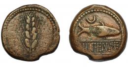 89 - HISPANIA ANTIGUA. ILIPENSE. As. A/ Sábalo a der., encima creciente y ley. ILIPENSE. R/ Espiga. AE 31,1mm. 23,13 g. I-1531. ACIP-2335. Erosión en anv. MBC-.
