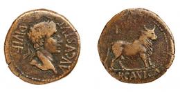 COLECCIÓN CORES. ERCAVICA. AUGUSTO. As. A/ Cabeza laureada a der.; AVGVSTVS DIVI F. R/ Toro a der.; MVN ERCAVICA. AE 11,76 g. 30 mm. RPC-459. APRH-459a. ACIP-3186. CC-5109, mismo ejemplar. MBC-.
