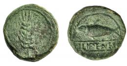 HISPANIA ANTIGUA. ILIPA. Semis. A/ Espiga. R/ Sábalo a der., debajo ILIPENSE en cartela. AE13,61 g. 28 mm. I-1534. ACIP-2336. Pátina verde con erosiones. BC+/MBC-.