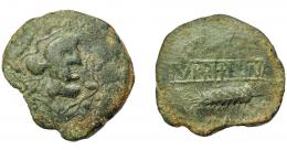 HISPANIA ANTIGUA. TURRIREGINA. As. A/ Cabeza con casco a der., alrededor corona de hojas de hiedra. R/ Racimo (no visible) y espiga a izq., en medio entre líneas TVRRIREGINA. AE 16,58 g. 32,67 mm. I-2466. ACIP-960. Campos de rev. repasados. Cospel irregular. Pátina verde. BC+. Muy rara. Ex Áureo, 4-3-1998, lote 1503.