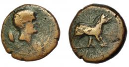 HISPANIA ANTIGUA. VESCI. As. A/ Cabeza masculina a der., detrás espiga. R/ Toro a der., detrás árbol, delante ley. w'hsk. AE 11,07 g. 25,12 mm. I-2518. ACIP-962. BC+. Rara. Ex Áureo, 29-9-1998, lote 1001.
