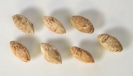 ROMA. República Romana. Lote de 7 glandes bicónicos con letras CA. Plomo. Altura 3,5 a 4 cm.