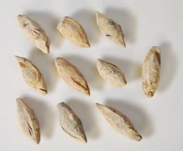 ROMA. República Romana. Lote de 10 glandes bicónicos con medio círculo. Plomo. Altura 4,2 a 5,5 cm.