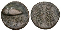 HISPANIA ANTIGUA. OSTUR. Semis. A/ Bellota, debajo OSTVR. R/ Dos espigas. AE 5,91 g. 19,7 mm. I-1975. ACIP-2432. MBC. Rara.