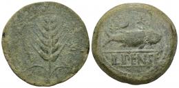 HISPANIA ANTIGUA. ILIPA. As. A/ Espiga, a los lados caduceos. R/ Sábalo a der., encima creciente entre dos estrellas, debajo ILIPENSE entre líneas. AE 33,52 g. 38, 3 mm. I-1530. ACIP-2332. Pátina verde rugosa. MBC-.