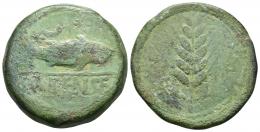 HISPANIA ANTIGUA. ILIPA. As. A/ Espiga, a los lados caduceos. R/ Sábalo a der., encima creciente entre dos estrellas, debajo ILIPENSE entre líneas. AE 23,9 g. 35 mm. I-1530. ACIP-2332. Pátina verde con erosiones. BC+.