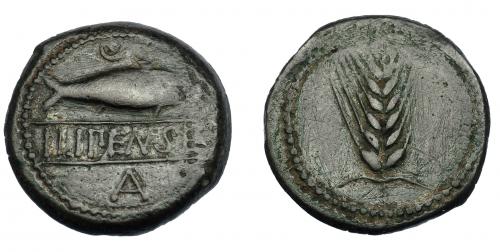 238 - HISPANIA ANTIGUA. ILIPA. As. A/ Espiga. R/ Sábalo a der., encima creciente; debajo, entre líneas, ILIPENSE, en exergo A. AE 17,50 g. 31,3 mm. I-1532. ACIP-2333. Trazas de limpieza mecánica. Vano. Pátina verde. MBC. Escasa.