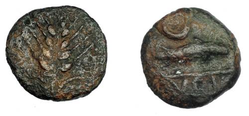 242 - HISPANIA ANTIGUA. ITUCI. Cuarto. A/ Espiga. R/ Atún a der., encima creciente, debajo entre líneas (IT)VCI. AE 1,89 g. 14,8 mm. I-1609. ACIP-851. BC+/BC. Muy rara.