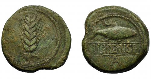 44 - HISPANIA ANTIGUA. ILIPA. As. A/ Espiga. R/ Sábalo a der., encima creciente, debajo entre líneas ILIPENSE, debajo A. AE 20,47 g. 40 mm. I-1532. ACIP-2333. Pátina verde. MBC.