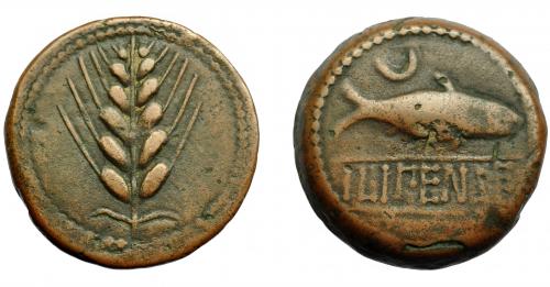 45 - HISPANIA ANTIGUA. ILIPA. As. A/ Espiga. R/ Sábalo a der., encima creciente, debajo entre líneas ILIPENSE. AE 20,01 g. 31,7 mm. I-1531. ACIP-2335. Pequeñas erosiones. MBC-/MBC.