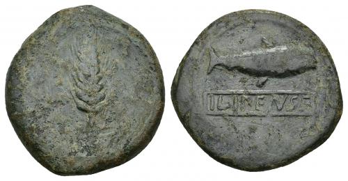 72 - HISPANIA ANTIGUA. ILIPA. Semis. A/ Espiga. R/ Sábalo a der., debajo ILIPENSE en cartela. AE 13,61 g. 28 mm. I-1534. ACIP-2336. Pátina verde con erosiones. BC+/MBC-.