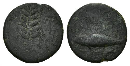 74 - HISPANIA ANTIGUA. ILIPA. Cuadrante. A/ Espiga. R/ Arado. AE 3,2 g. 15,35 mm. I-1547. ACIP-2344. Pátina verde rugosa. BC. Ex Pliego, 19-5-2001.