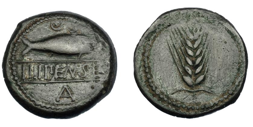 238   -  HISPANIA ANTIGUA. ILIPA. As. A/ Espiga. R/ Sábalo a der., encima creciente; debajo, entre líneas, ILIPENSE, en exergo A. AE 17,50 g. 31,3 mm. I-1532. ACIP-2333. Trazas de limpieza mecánica. Vano. Pátina verde. MBC. Escasa.