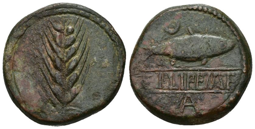 68   -  HISPANIA ANTIGUA. ILIPA. As. A/ Espiga. R/ Sábalo a der., encima creciente, debajo A, en medio leyenda entre líneas ILIPENSE. AE 30,84 g. 30,3 mm. I-1532. ACIP-2333. CC-3236, mismo ejemplar. Rayitas. Pátina verde con tonos rojos. MBC.